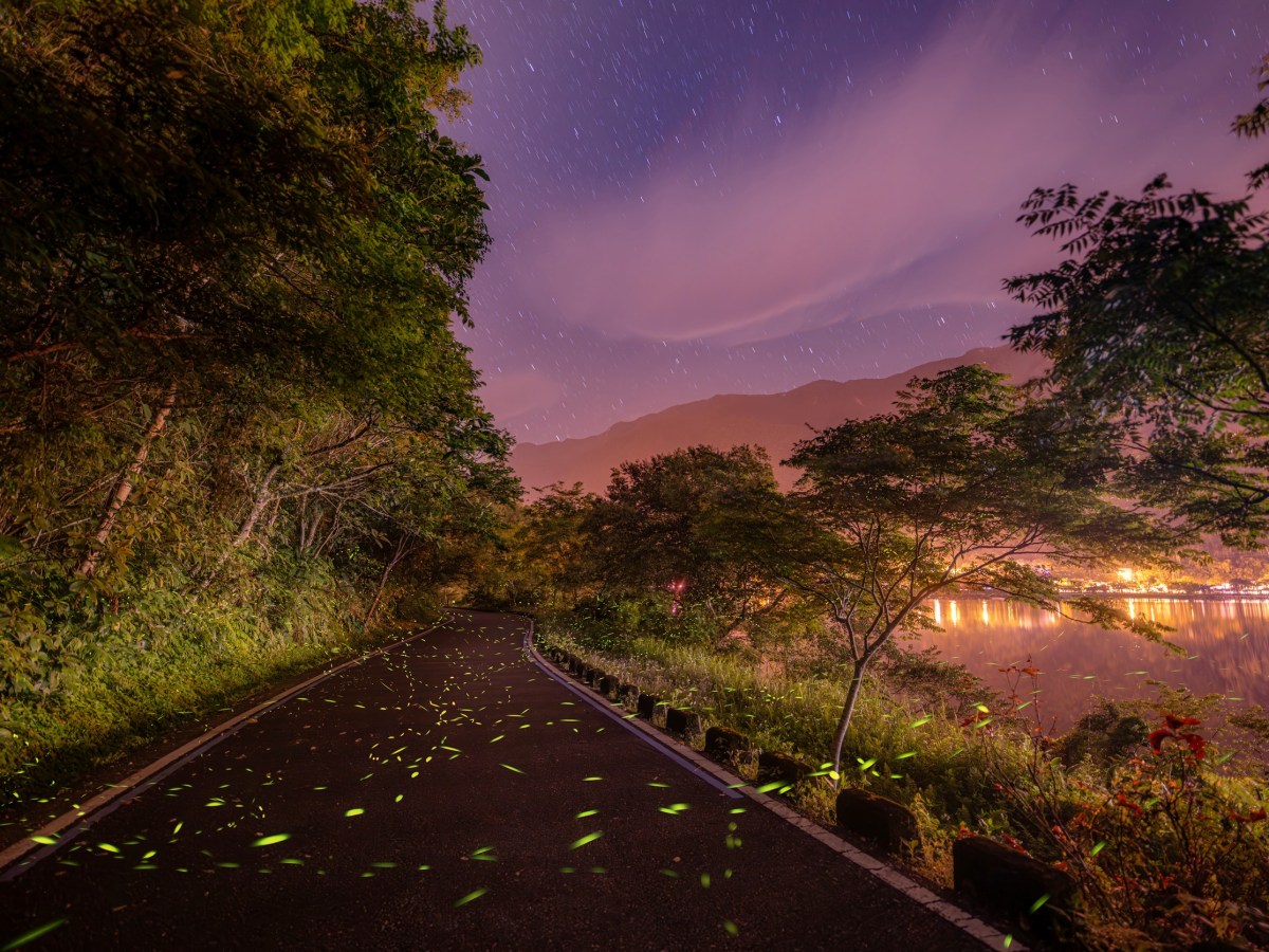 2026鯉魚潭賞螢季—趣看火金姑4/10閃耀登場 3/23起開放報名